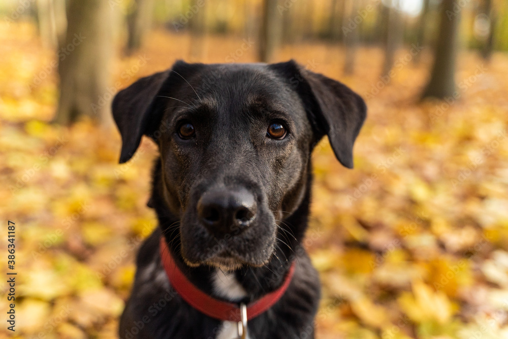 Adorable black labrador sitting on autumn leaves at a park, Berlin, Germany.