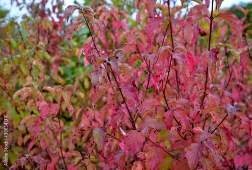 A medium-sized deciduous shrub with arguably the most intensely coloured winter stems of all Cornus, appearing yellow at the base and deepening with the frosts to orange and red at the tips. Soft gree photo