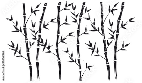Fototapeta Naklejka Na Ścianę i Meble -  Bamboo tree. Hand drawn illustrations.