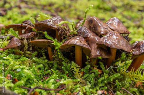 Glossy Mushrooms - Mushrooms growing in moss in the Pacific Northwest.