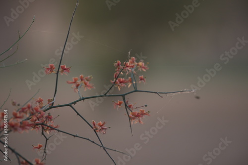 Capparis decidua, known in Hindi as karira or kerda, is a useful plant in its marginal habitat. Its spicy fruits are used for preparing vegetables photo