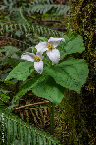 Spring Trilliums - Pacific Trillium  (Trillium ovatum) growing in an old-growth forest in the Pacific Northwest. photo