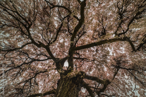 Lush pink flower texture underneath a sakura treetop, symbol of renewal and rebirth according to the Japanese tradition. Cherry blossoms pattern or flowerage conveys frailty concept, delicate feelings