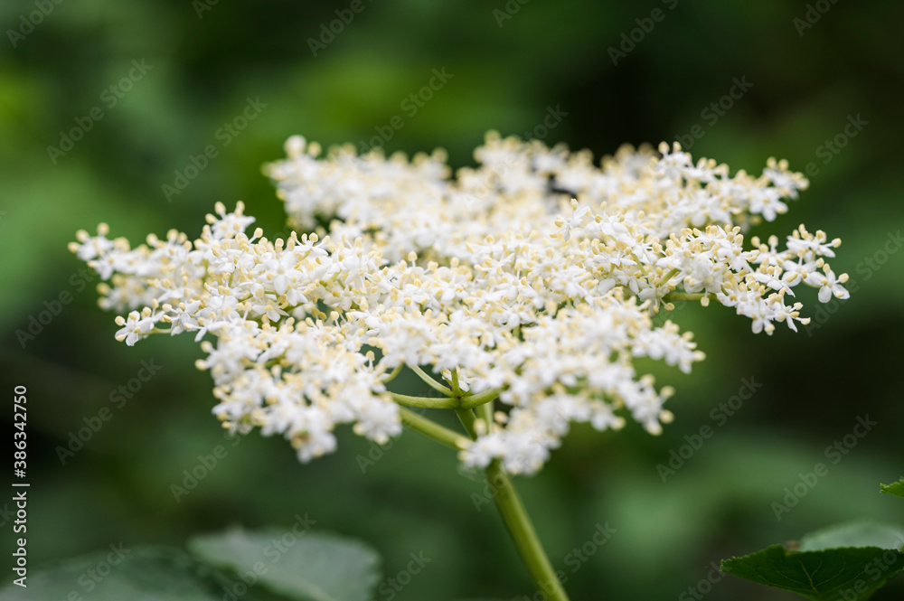 Elderflower on a twig in nature. Elderflower on a twig in nature.