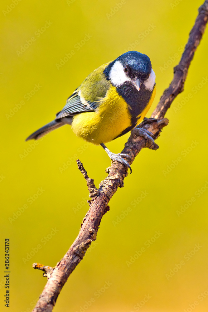 Obraz premium Great Tit, Parus major, Mediterranean Forest, Castile and Leon, Spain, Europe