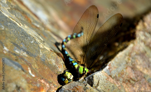 at the end of the summer, hungry hornets attack dragonflies and often defeat them. the fight often ends in victory when the hornet bites its head and flies happily. the headless body lies on a rock photo