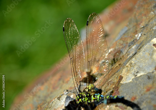 at the end of the summer, hungry hornets attack dragonflies and often defeat them. the fight often ends in victory when the hornet bites its head and flies happily. the headless body lies on a rock photo