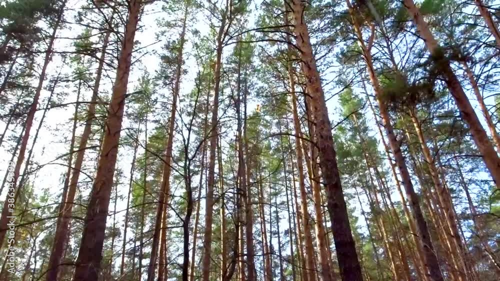 Strong wind in a pine forest. Pine tree trunks sway from the wind. Strong wind in a pine forest. Pine tree trunks sway from the wind.