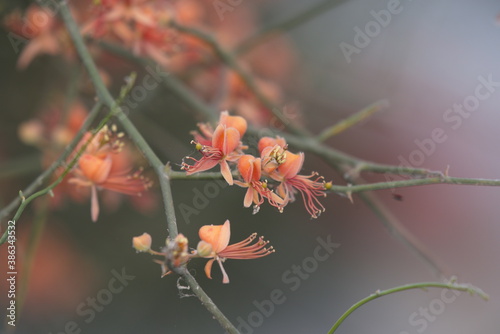 Capparis decidua, known in Hindi as karira or kerda, is a useful plant in its marginal habitat. Its spicy fruits are used for preparing vegetables photo