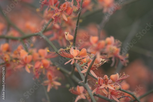 Capparis decidua, known in Hindi as karira or kerda, is a useful plant in its marginal habitat. Its spicy fruits are used for preparing vegetables photo