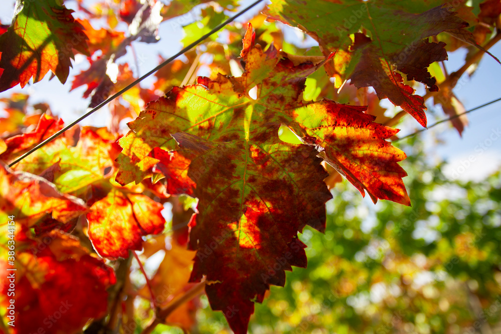 
Vineyards in autumn in the Somontano region of Spain.