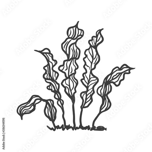 Hand drawn illustration of seaweed. Sketch style ocean or sea plant.