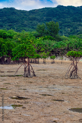 Mangrove Tree at Ishigaki Island, Okinawa, Japan © e185rpm