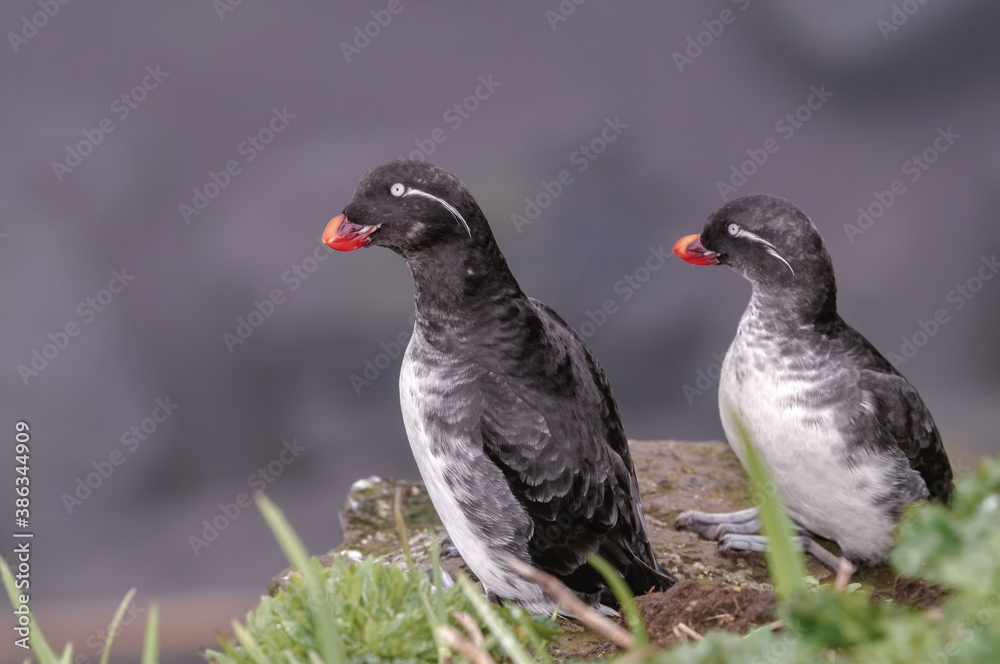 Parakeet Auklet (Aethia psittacula) at St. George Island, Pribilof Islands, Alaska, USA Parakeet Auklet (Aethia psittacula) at St. George Island, Pribilof Islands, Alaska, USA