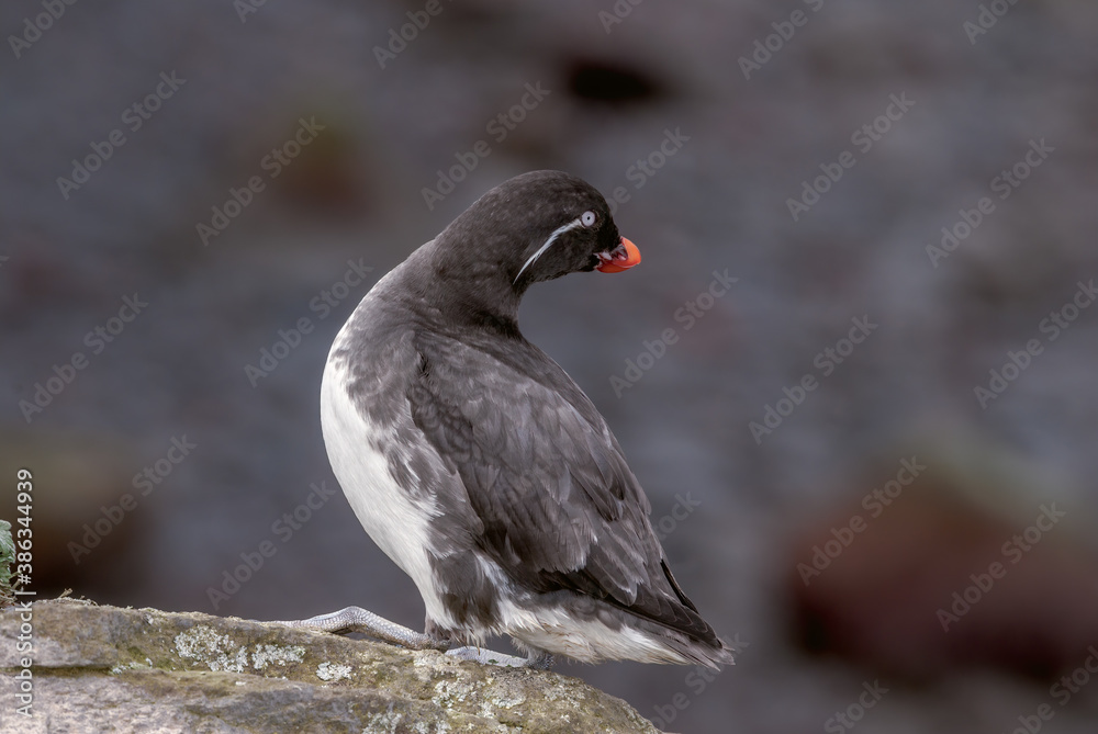Parakeet Auklet (Aethia psittacula) at St. George Island, Pribilof Islands, Alaska, USA Parakeet Auklet (Aethia psittacula) at St. George Island, Pribilof Islands, Alaska, USA