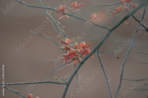 Capparis decidua, known in Hindi as karira or kerda, is a useful plant in its marginal habitat. Its spicy fruits are used for preparing vegetables photo