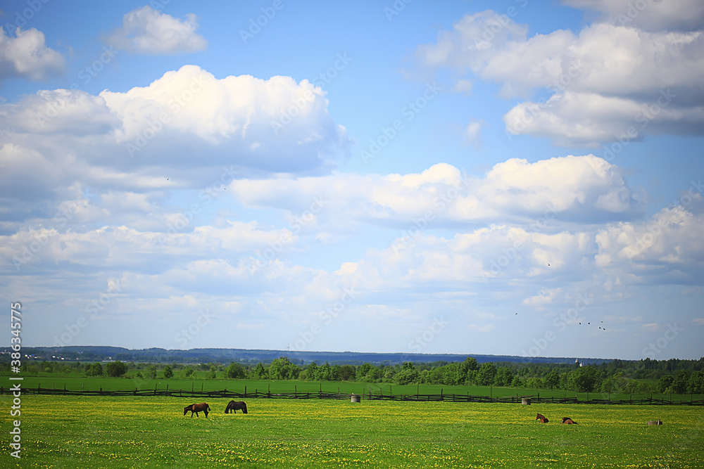 horses on a green field with flowers, summer landscape on a farm