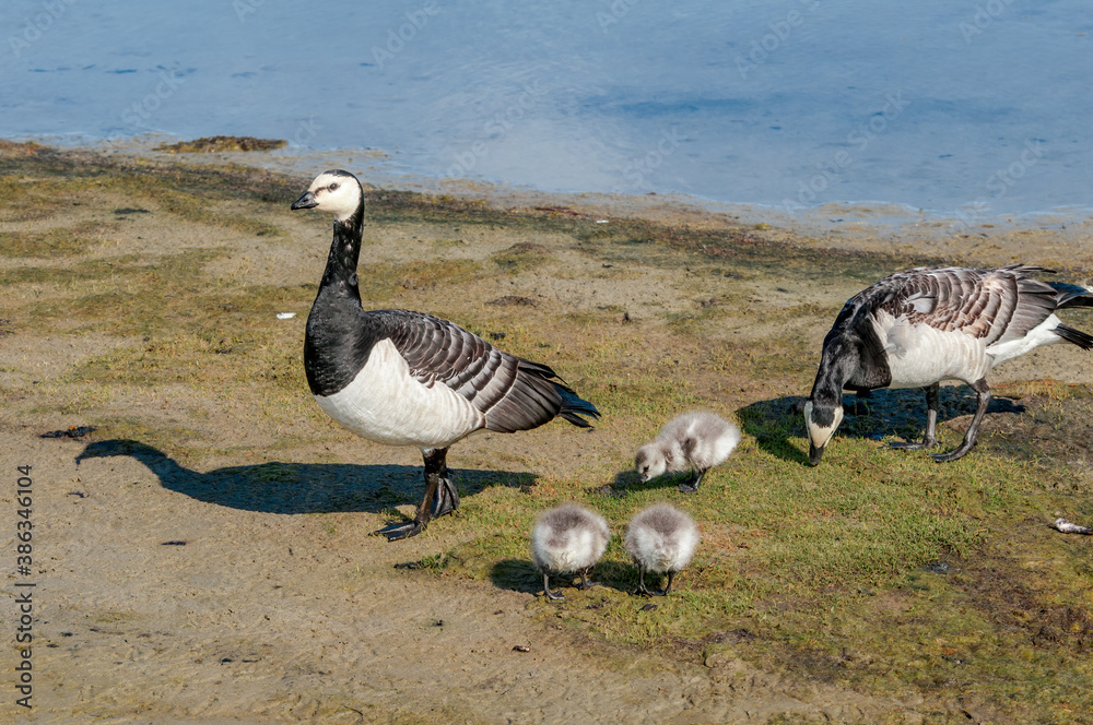 Barnacle Gееse (Branta leucopsis) with goslings at colony in Barents Sea coastal area, Russia Barnacle Gееse (Branta leucopsis) with goslings at colony in Barents Sea coastal area, Russia