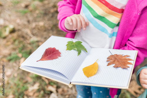 Close up of girl collecting colorful leaves for a herbarium on a warm autumn day in the forest. Children exploring the outside nature.