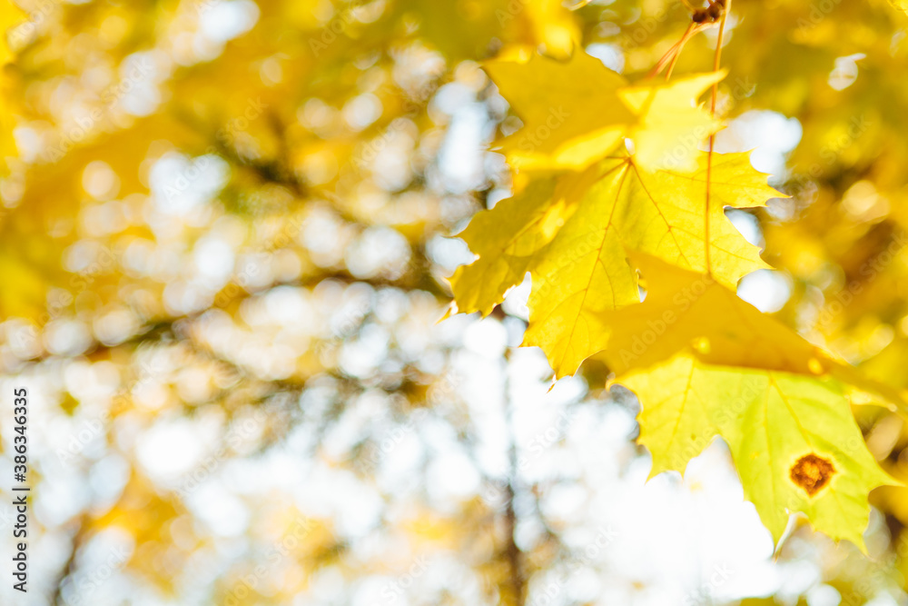 Colorful autumn leaves Beautiful autumn landscape with fallen yellow leaves and sun. Colorful foliage in the park. Falling leaves natural background Colorful autumn leaves Beautiful autumn landscape with fallen yellow leaves and sun. Colorful foliage in the park. Falling leaves natural background