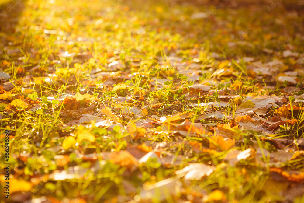 Colorful autumn leaves Beautiful autumn landscape with fallen yellow leaves and sun. Colorful foliage in the park. Falling leaves natural background