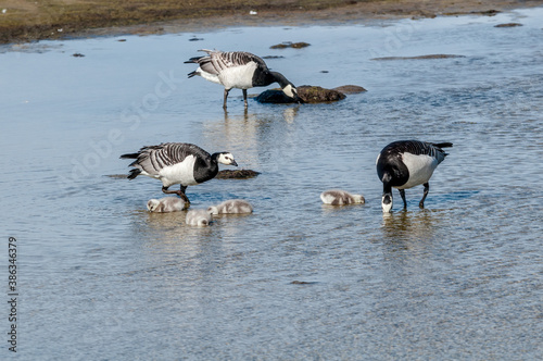 Barnacle Gееse (Branta leucopsis) with goslings at colony in Barents Sea coastal area, Russia