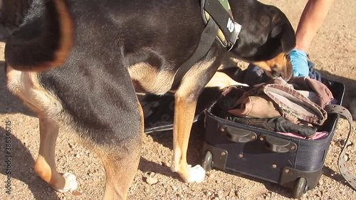 k9 drug police dog with policeman in operation for suspected drug suitcase