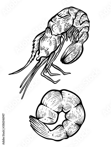Shrimp fresh and cooked, hand drawn vector