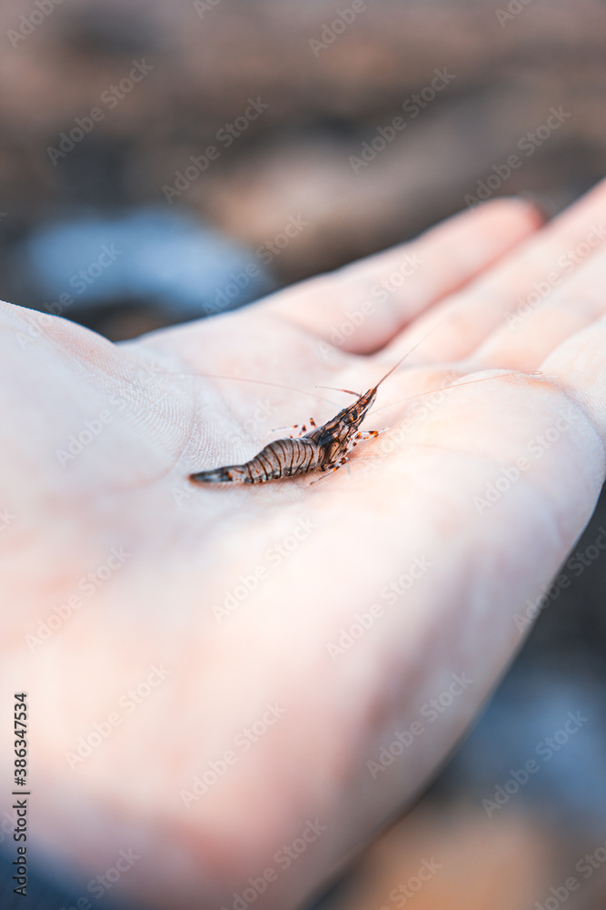 Sea Shrimp in the palm of a hand