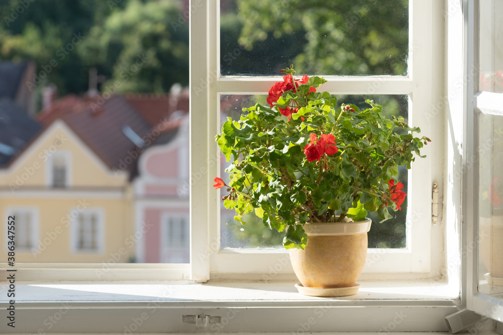 Historic window with a flower Historic window with a flower