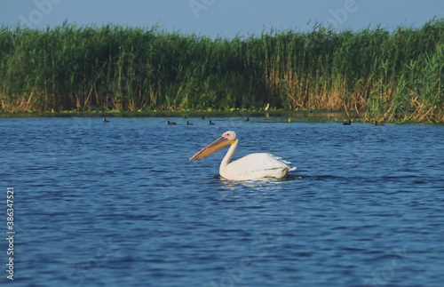 Pel  cano nadando en las aguas del delta del Danubio en Rumania. Primer plano de un bonito gran pel  cano blanco  Pelecanus onocrotalus  flotando sobre el agua.