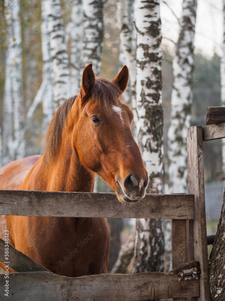 Fototapeta premium Portrait of a thoroughbred horse in an open-air aviary