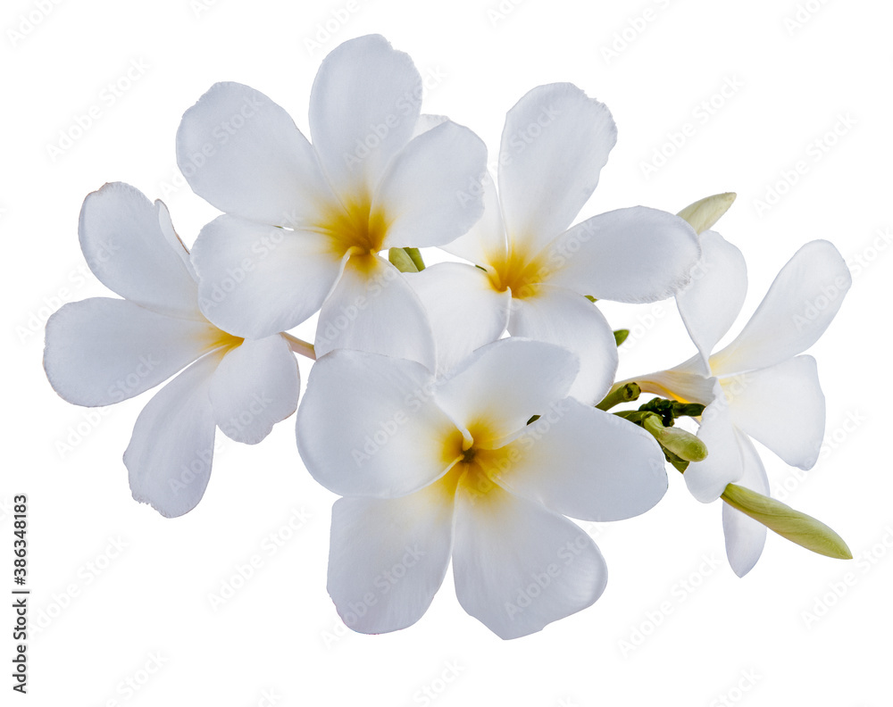 beautiful white plumeria rubra flowers isolated on White background