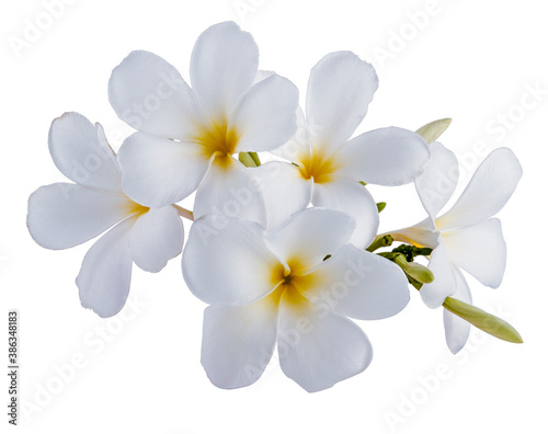 beautiful white plumeria rubra flowers isolated on White background © tanadtha