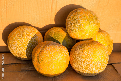 Melons of the Kolkhoznitsa variety are yellow in color with a beautiful grid pattern, located in bulk on the shelf. Vegetables, healthy foods, ecology. photo