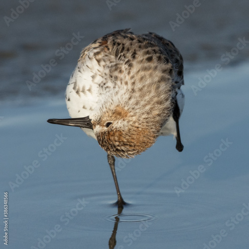 Upside down - Western Sandpiper (Calidris maur) preening. photo