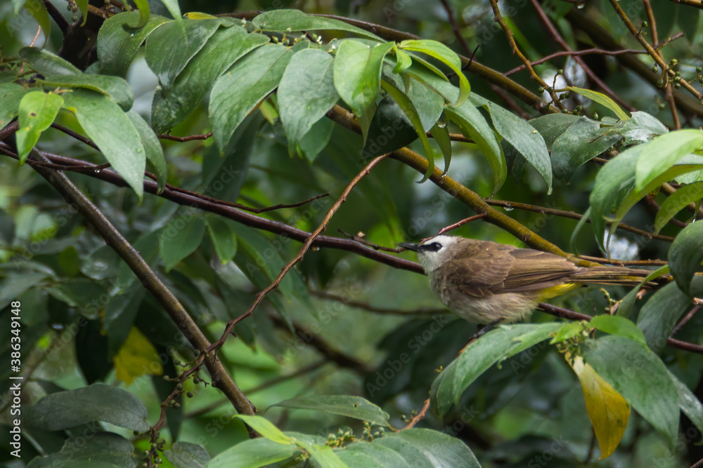 Fototapeta premium bulbul bird perched on a twig in nature