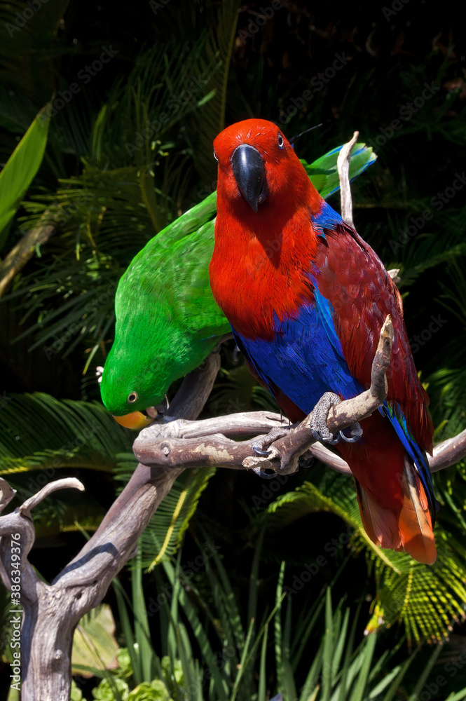 Male (green) and female (red) of Eclectus Parrot (Eclectus roratus)