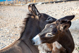 Two donkeys looking after each other