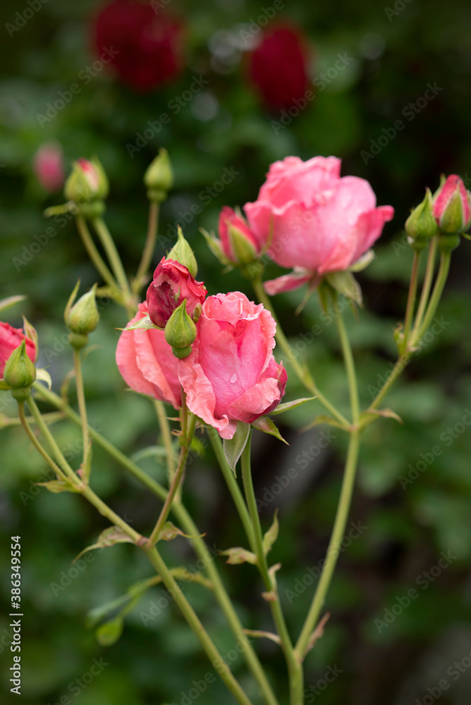 Growing beautiful pink roses, covered with dew.