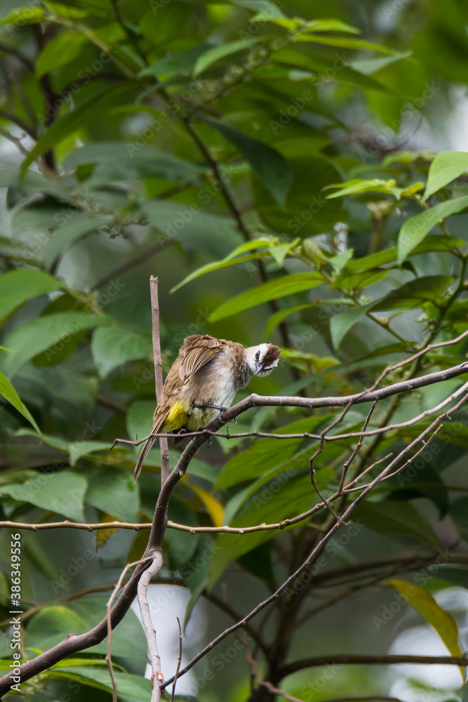 bulbul bird perched on a twig in nature bulbul bird perched on a twig in nature