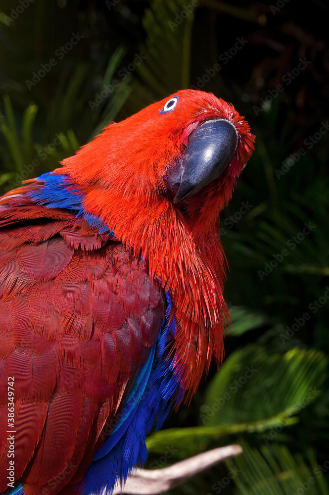 Fototapeta premium Eclectus Parrot (Eclectus roratus) female