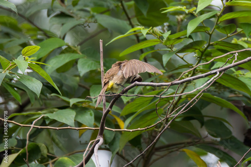 bulbul bird perched on a twig in nature