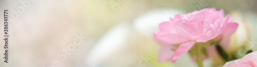 Nature of ranunculus pink flower in garden using as background natural cover page