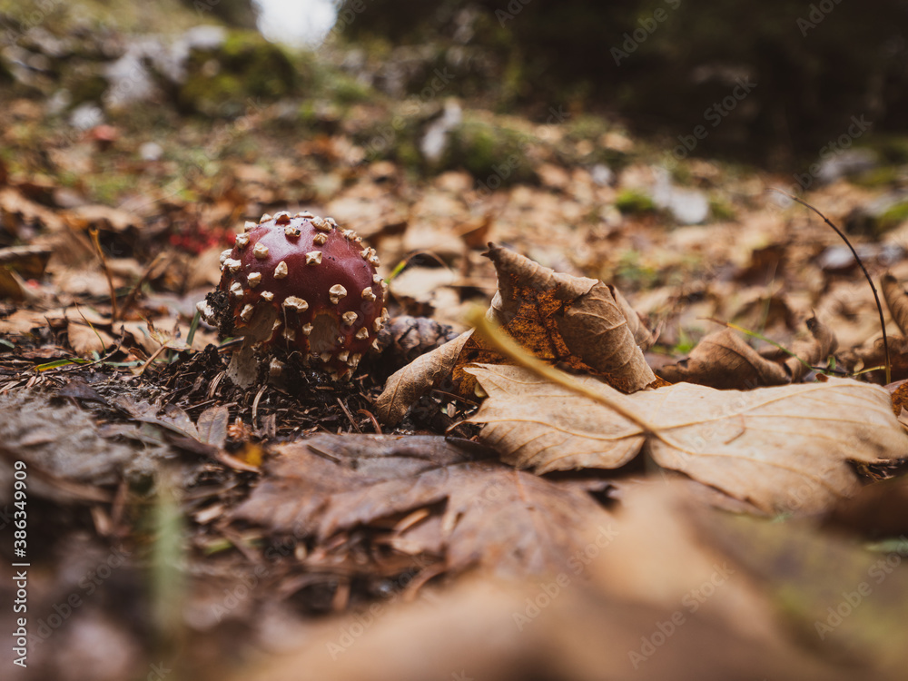 Fototapeta premium Closeup of a fly Agaric poisonous mushroom on a forest floor covered in fall and autumn leaves.