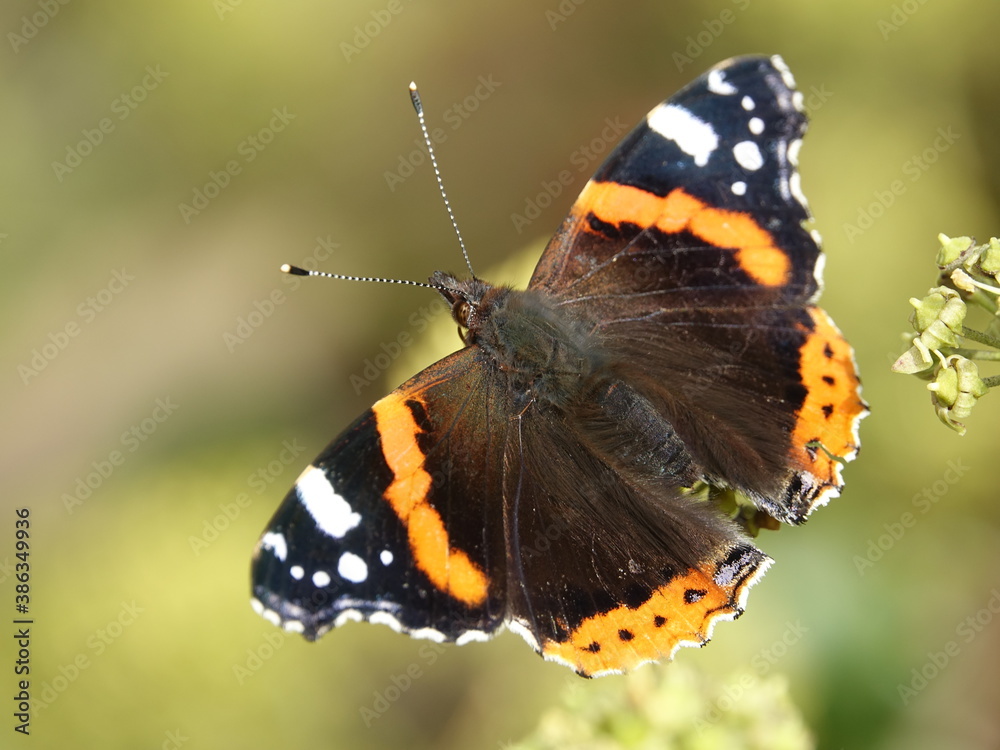 red admiral butterfly (Vanessa atalanta) red admiral butterfly (Vanessa atalanta)