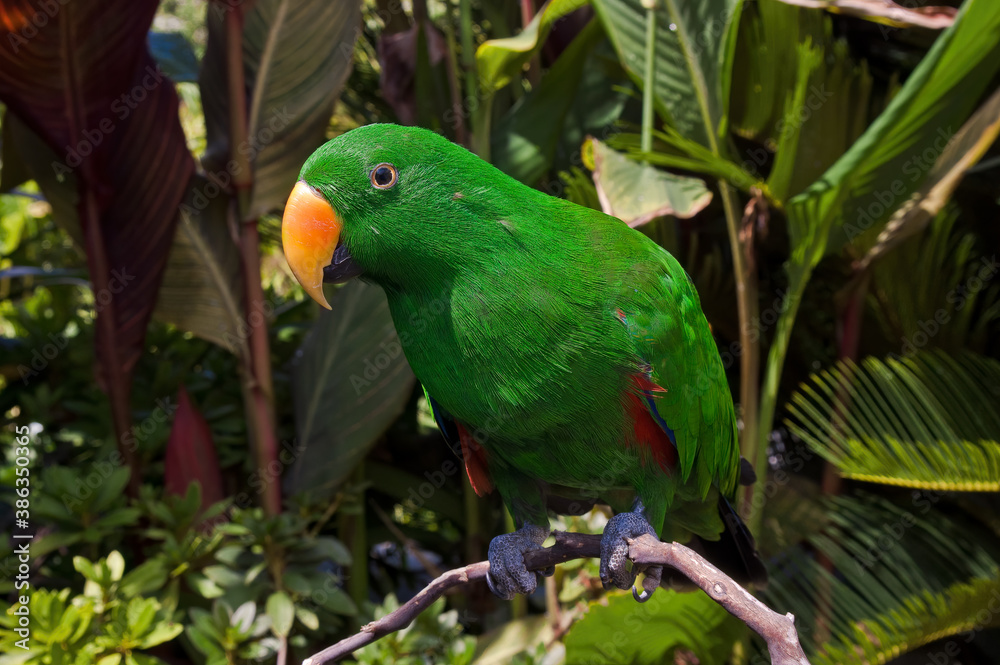 Obraz premium Male of Eclectus Parrot (Eclectus roratus)