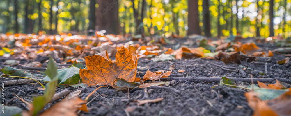 yellow fallen leaves in the park, blurry background yellow fallen leaves in the park, blurry background