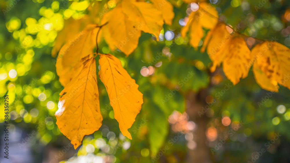 yellow leaves on a branch, close up blurry background yellow leaves on a branch, close up blurry background
