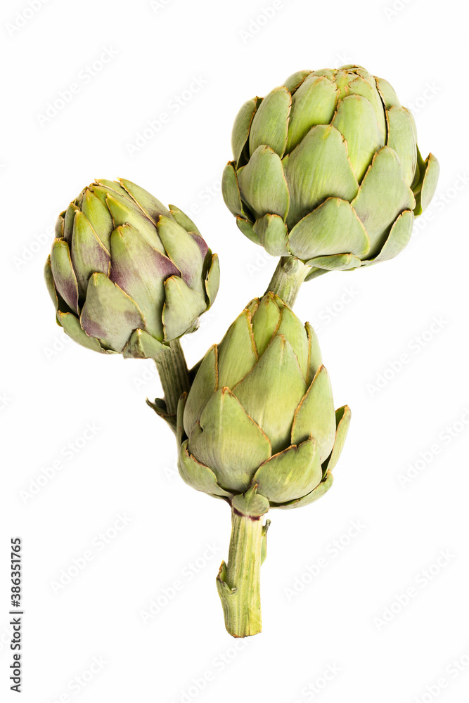 Obraz premium Fresh artichoke